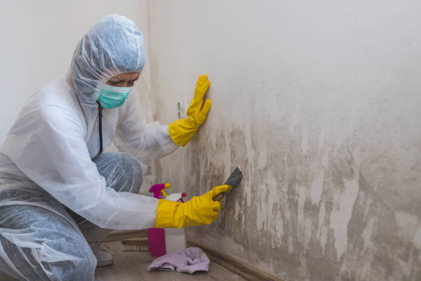 Environmental Consulting for Mold Prevention in University City, MO