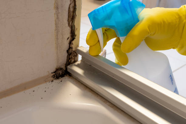 Why You Should Choose Our Mold Remediation Services in Placeholder9